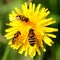 Wasps on dandelion