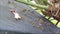 Wasps feeding on garden shed roof