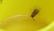 Wasps flew into a yellow mug and drink lemonade