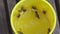 Wasps flew into a yellow mug and drink lemonade