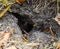 Wasps fly into their nest. Mink with an aspen nest. Underground