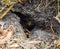 Wasps fly into their nest. Mink with an aspen nest. Underground