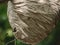 Wasps Flying In and Out of Large Hive