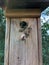 Wasps have adopted a birdhouse as their home