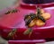 Wasps on Hummingbird Feeder