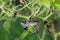 The wasps make a nest for embryo on chilly tree