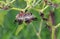 The wasps make a nest for embryo on chilly tree