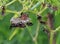 The wasps make a nest for embryo on chilly tree