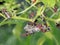 The wasps make a nest for embryo on chilly tree