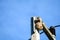 Wasps nest on top of the electric pole to avoid interference from other animals