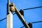 Wasps nest on top of the electric pole to avoid interference from other animals