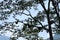 Wasps nests on the branches of the tree with blue sky