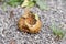 Wasps on an rotting apple