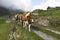 Wassen, Switzerland, September 15 2018: Ceremonial driving down of cattle