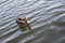 Wasservogel Gans,Tier Vogel Schwan,background