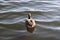 Wasservogel Gans,Tier Vogel Schwan,background