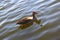 Wasservogel Gans,Tier Vogel Schwan,background