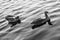 Wasservogel Gans,Tier Vogel Schwan,background black white