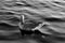 Wasservogel Gans,Tier Vogel Schwan,background black white
