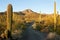 Wasson Peak at sunrise