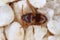 Waste grain beetle: Alphitophagus bifasciatus storage pest