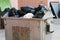 waste management system in public perspective. huge rubbish bin for garbage