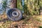 Waste and nature pollution, an nvironmental elapse in a forest, a left behind tire.