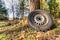 Waste and nature pollution, an nvironmental elapse in a forest, a left behind tire.