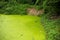 Waste pond and green algae.