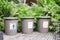 Waste separation. 3 classic trash cans in the public garden with label general waste, wet waste and recycle sign