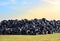 Waste tires and tyres at landfill for recycling. Regenerated tire rubber produced. Reuse of the waste rubber tyres. Pile of old