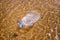 Wasted plastic bottle on beach