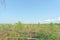 The wastelands from the forest fire in 2010 are overgrown with birches in central Russia