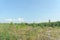 The wastelands from the forest fire in 2010 are overgrown with birches in central Russia