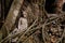 Wat Mahathat Buddha head in tree