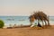 Watamu beach Kenya sundowner fishing-boats