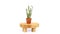 Watch chain crassula muscosa plant in a tiny terracotta pot