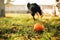 Watch dog finds a ball, training outdoor