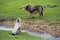 Watch dog and yak watching each other