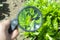 Watch through a magnifying glass for two mating bugs sitting on a plant in the garden