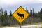 Watch out for moose