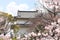 Watch tower of Osaka Castle and flowers of sakura, Japan, Asia. Traditional japanese hanami festival. Spring cherry blossoming