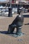 Watchet, UK: bronze statue of Yankee Jack at Watchet harbour