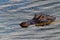 A Watchful Alligator in Elm Lake, Texas.