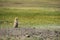 Watchful black-tailed Prairie Dog from Grasslands National Park, Canada