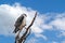 A watchful black-winged kite, elanus caeruleus, perched on a dead tree in Nairobi National Park, Kenya. Summer sky background with
