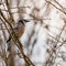 Watchful Blue Jay perched in tree branch.