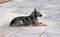 Watchful brown dog lying on the stone slabs