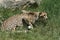 Watchful Cheetah Crouched in the Tall Green Grass