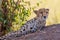 Watchful Cheetah lying down and watching